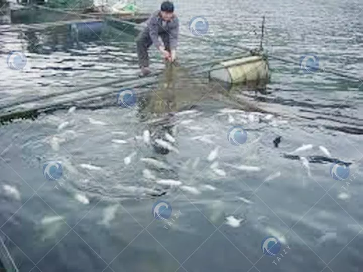 Precautions for fish farming in summer